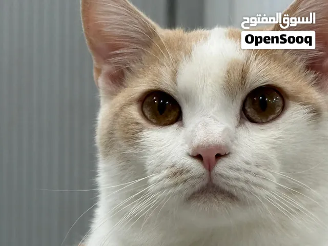 قط ذكر هجين (راغدول+شيرازي)