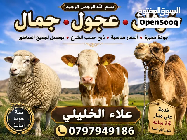 لحم بلدي روماني جدي اسباني