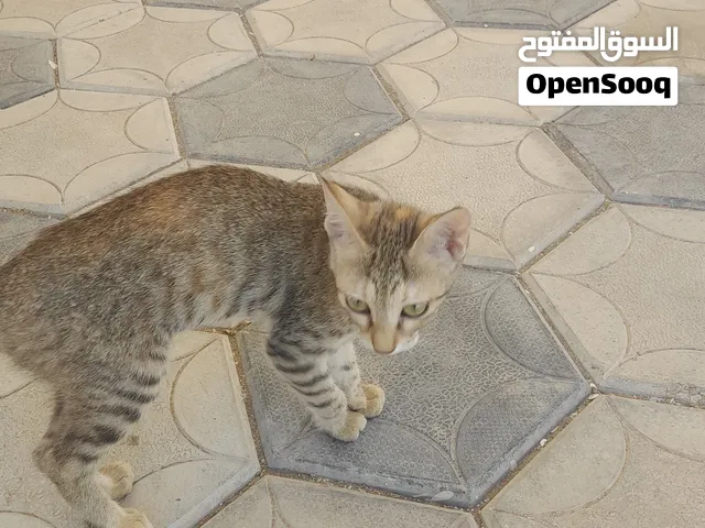 قطة صغيره للتبني