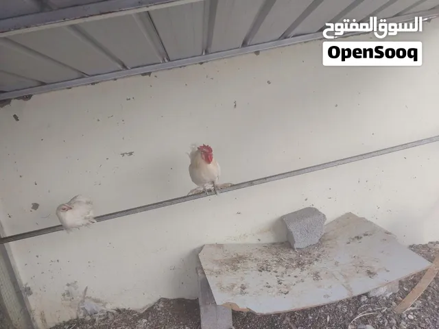 ديك ودجاجة  كوشن  قزم