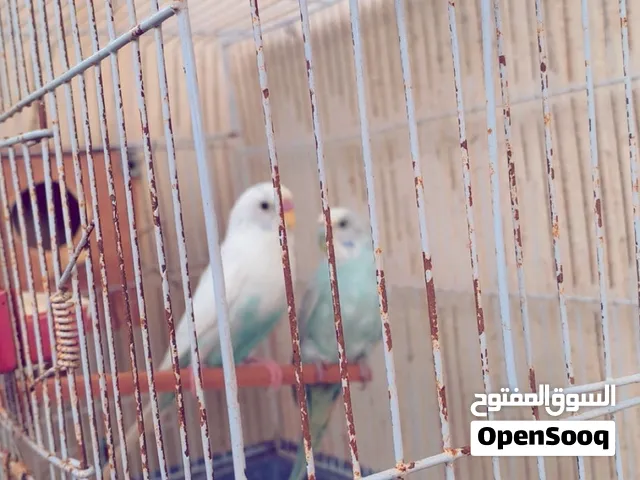 طيور ربي يبارك والسعر يرضي الجميع انشالله