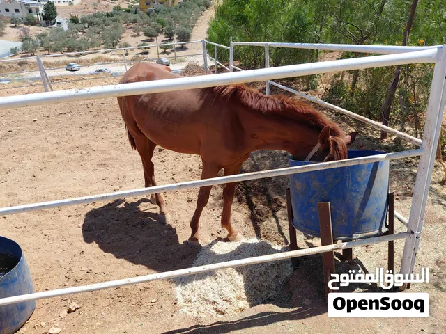 حصان حبة عالية