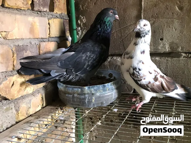 حمام مالطي ضخمات كلش اول اجهوزيه