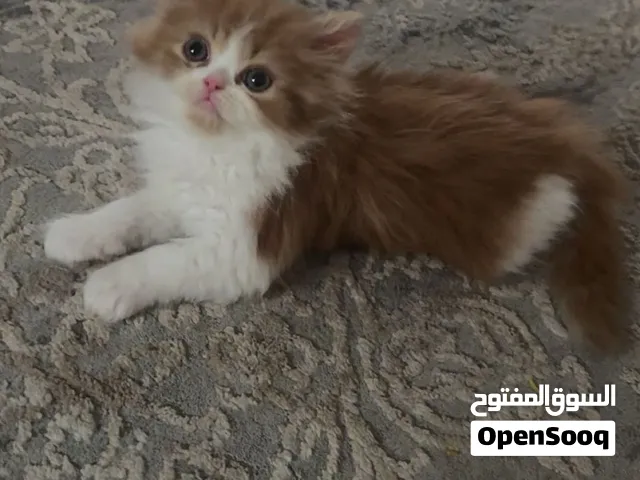 قط شيرازي هاف بيكي
