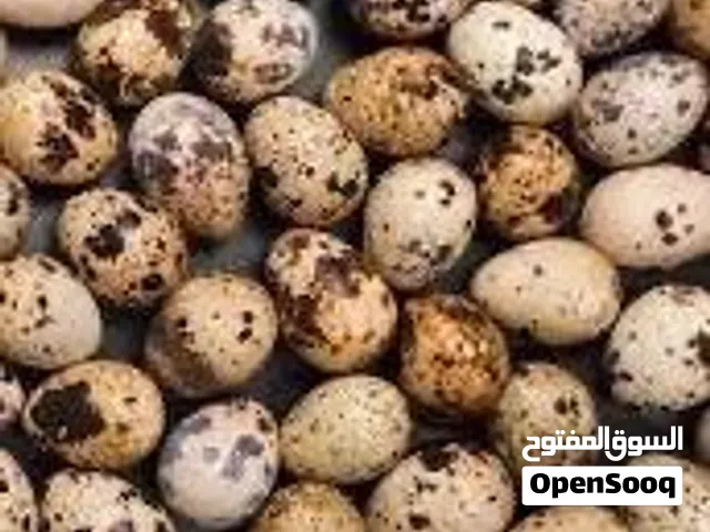 ابحث عن بيض سمان مخصب في شمال الشرقيه