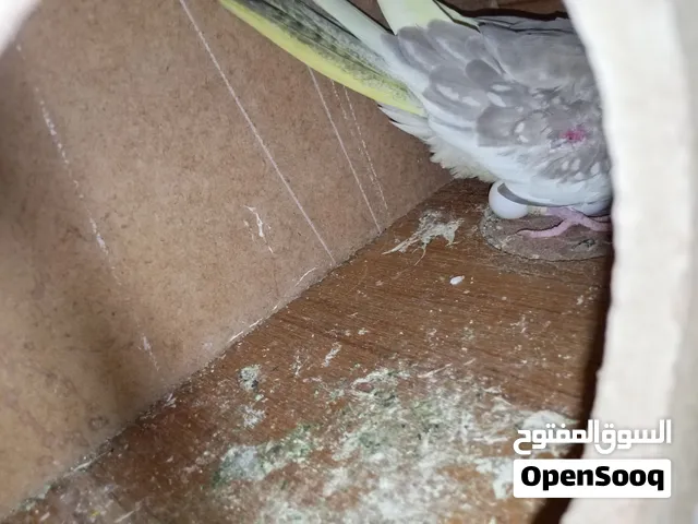 زوج كوكتيل وحشي نضيفات الم كاعده على بيضات لونه مضرب بشكري عيونه حمر البو حبشي