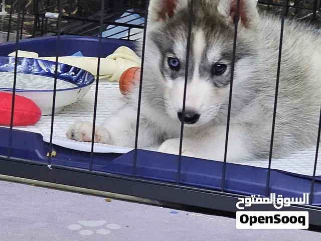 2-month husky for sale