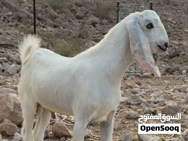 للبيع حلال تبارك الله
