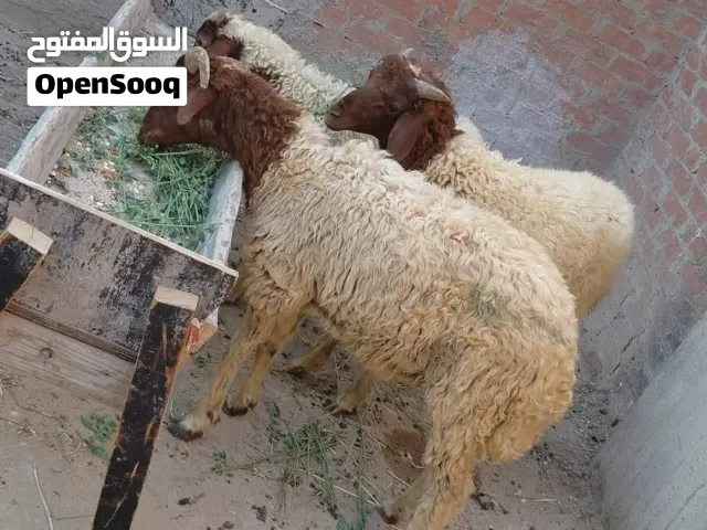 3خرفان للبيع ذكور 7شهور