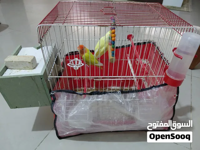 زوج روز شغال