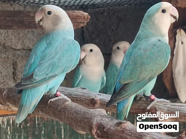 للبيع زوج روز تيركواز   السعر 25 الف   عدن المنصورة