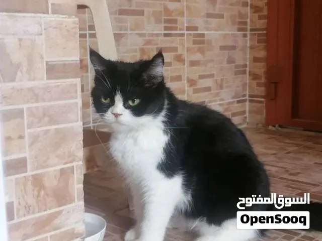 قطة انثى بريطانبة أصلية بريتش فول للبيع