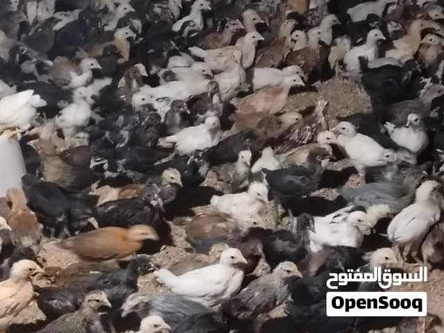 للبيع دجاج محلي تهجين فرنسي