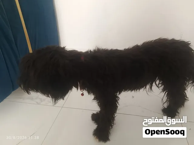 حيوانات للبيع