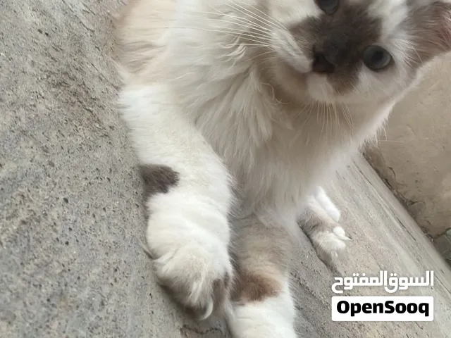 للبيع قط راغدول نوعيه نادره جدا