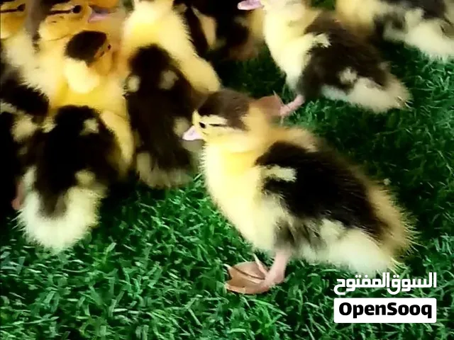 [بط مصري]