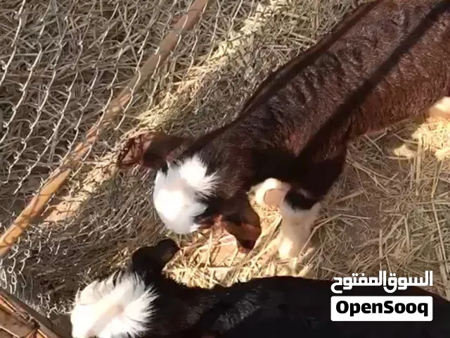 تيوس مذايير حلوات لتربيه ما شاء الله