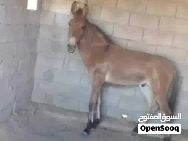 السلام عليكم  متوفر بغل للبيع يحرت طايب الله يبارك  جاهز