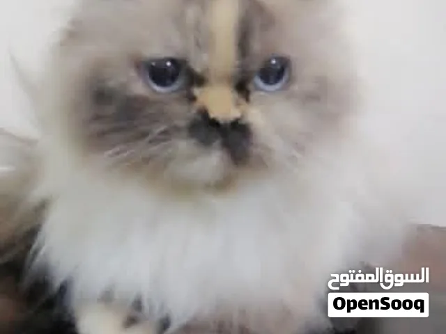 احمد اطبيش