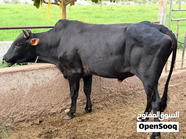 ثور نمساوي تهجين