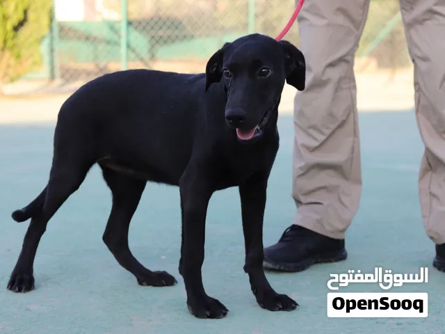لابردور ريتريفر لون اسود مع جميع المطاعيم ومايكروشيب التسليم في عياده بيطريه وخدمه التوصيل متوفره