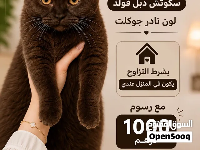 ذكر سكوتش فولد شوكليت نادر للتزاوج