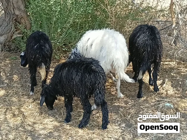 للبيع جعد عمانيات اصل العدد: 4 مع الفحل