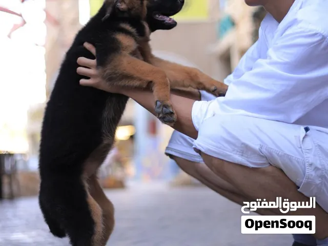 جـــــــــيرمن شيبــــــــرد وورك لاين شورت هير...جراء ذكور واناث مميزه مع جميع المطاعيم ومايكروشيب