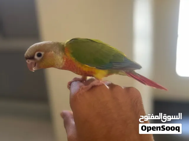 فروخ كنيور أناناس دبل رد فكتور 35و كوكتيل البينو 15