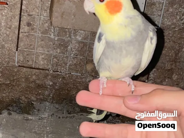 ذكر كوكتيل اليف وجوز روز