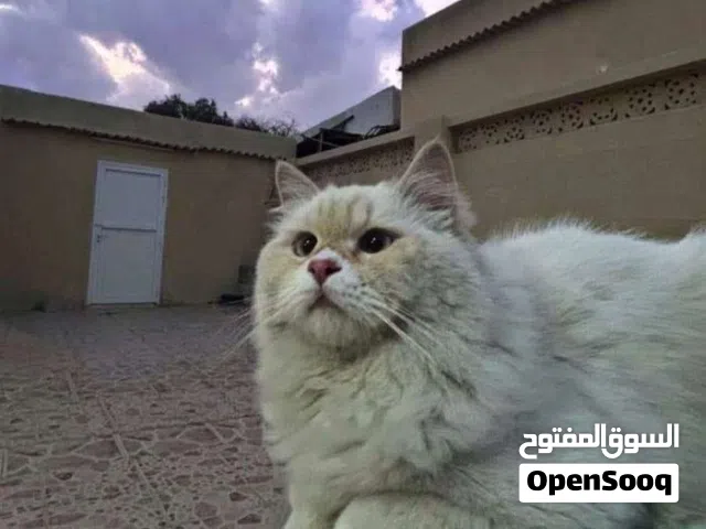 قط ذكر للتبني