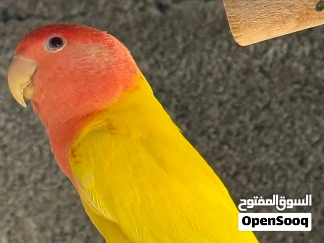 للبيع روز انثى