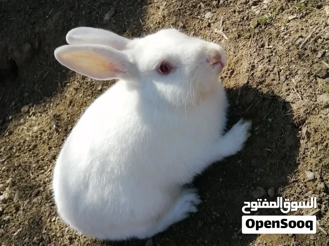 مطلوب أرانب في زمار - الموصل