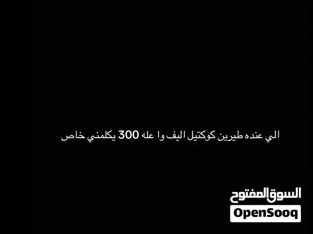 احتاج طيرين أليفه كوكتيل عله 300 الي عنده يكلمني