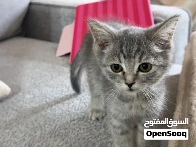 قط بريتش