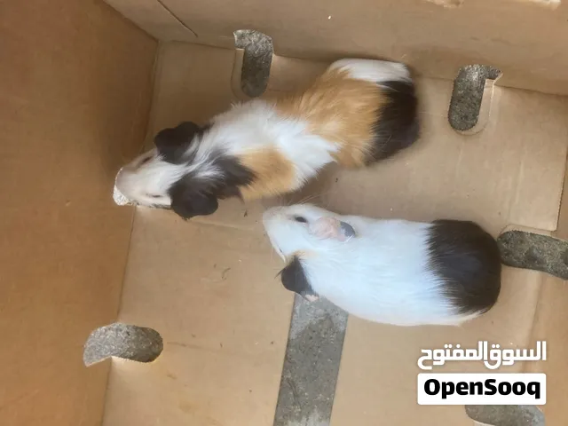 هامستر للبيع
