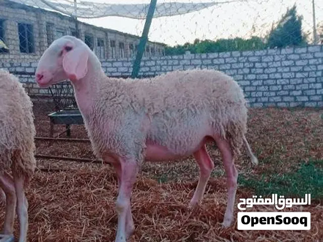 مطلوب نعجه عساف عشار او اولده
