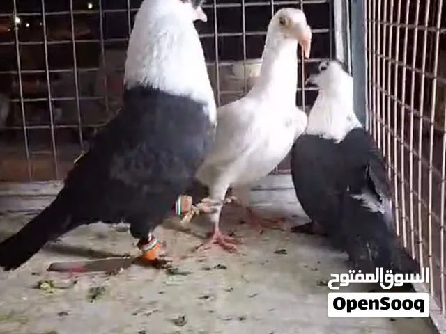 جوز شخاشلة نخب النخب