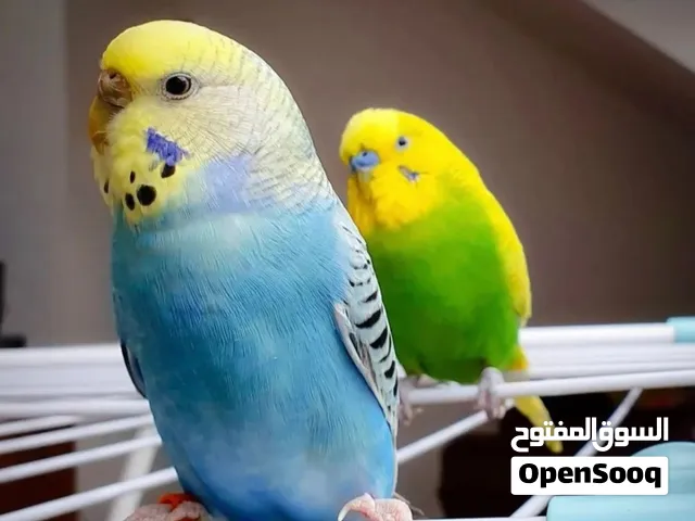 للبيع بسبب السفر 4 دينار طيور البادجي